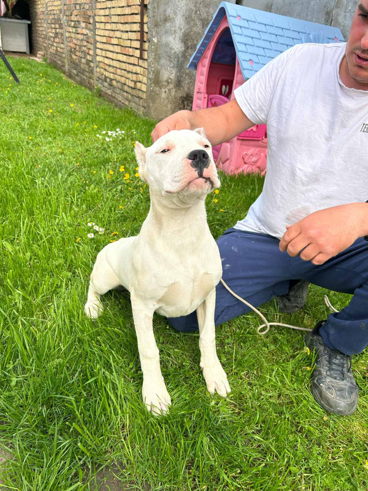 Female Dogo Argentino