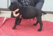 Cane Corso