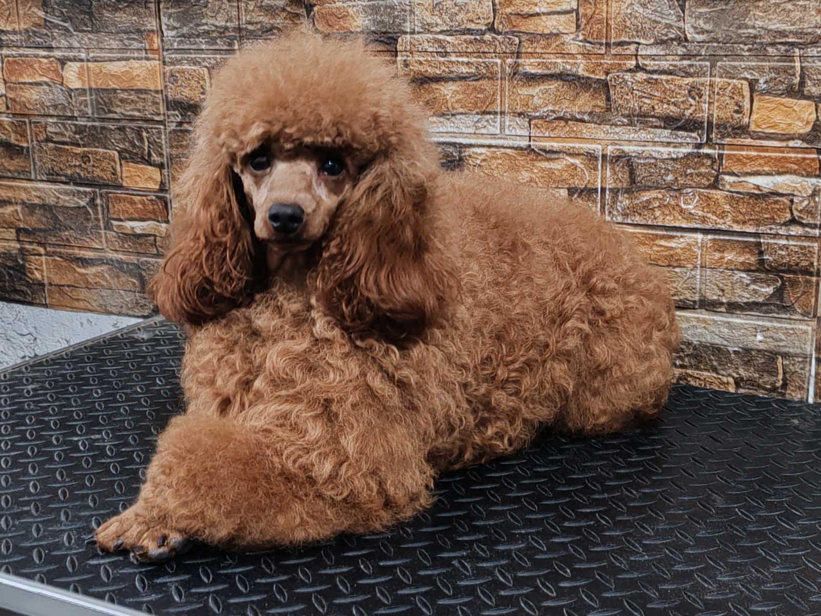 Miniature poodle puppies