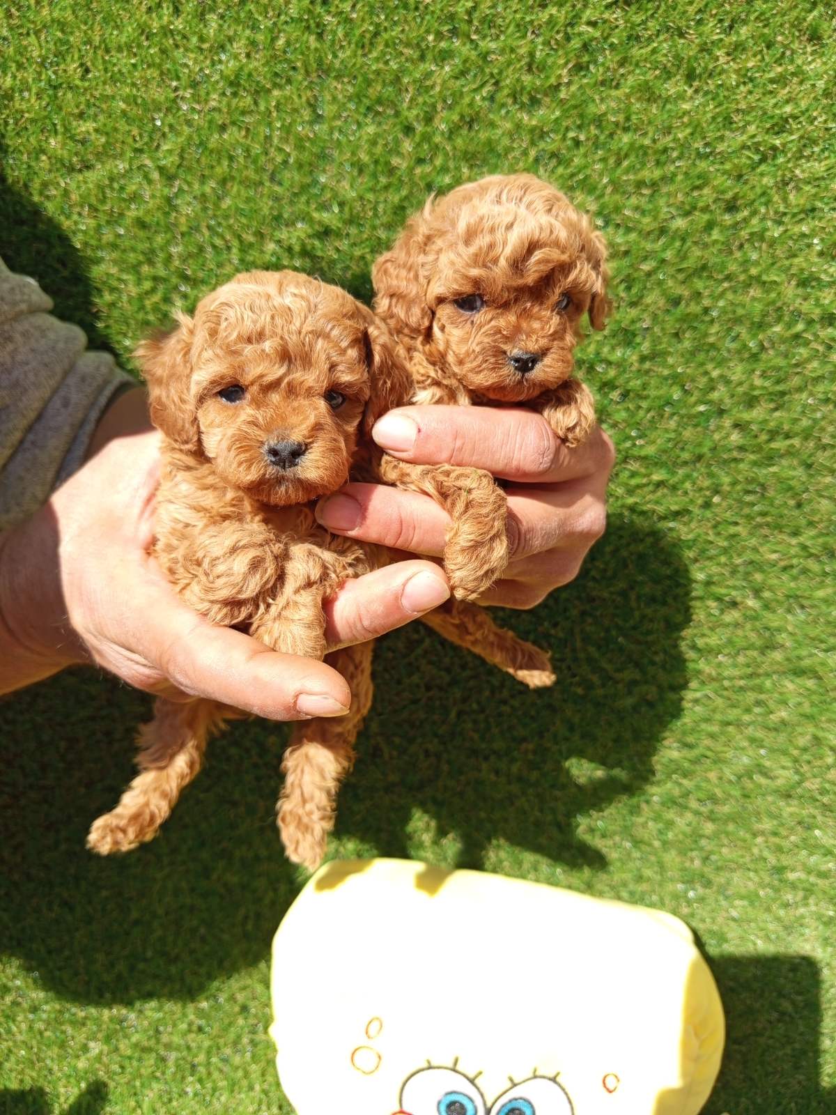 Toy poodle