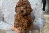 Mini red poodles!