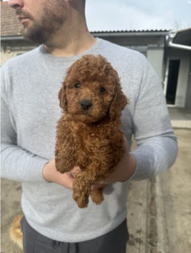 Mini red poodles!