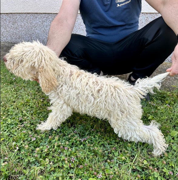 Lagoto Romagnola puppies available