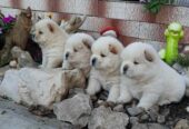 Chow Chow Chow…