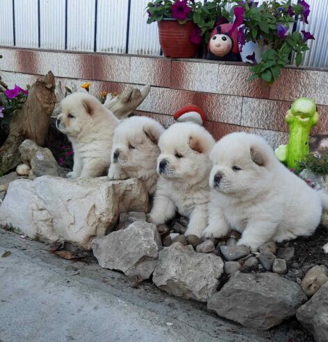 Chow Chow Chow…