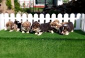 Pembroke Welsh corgi