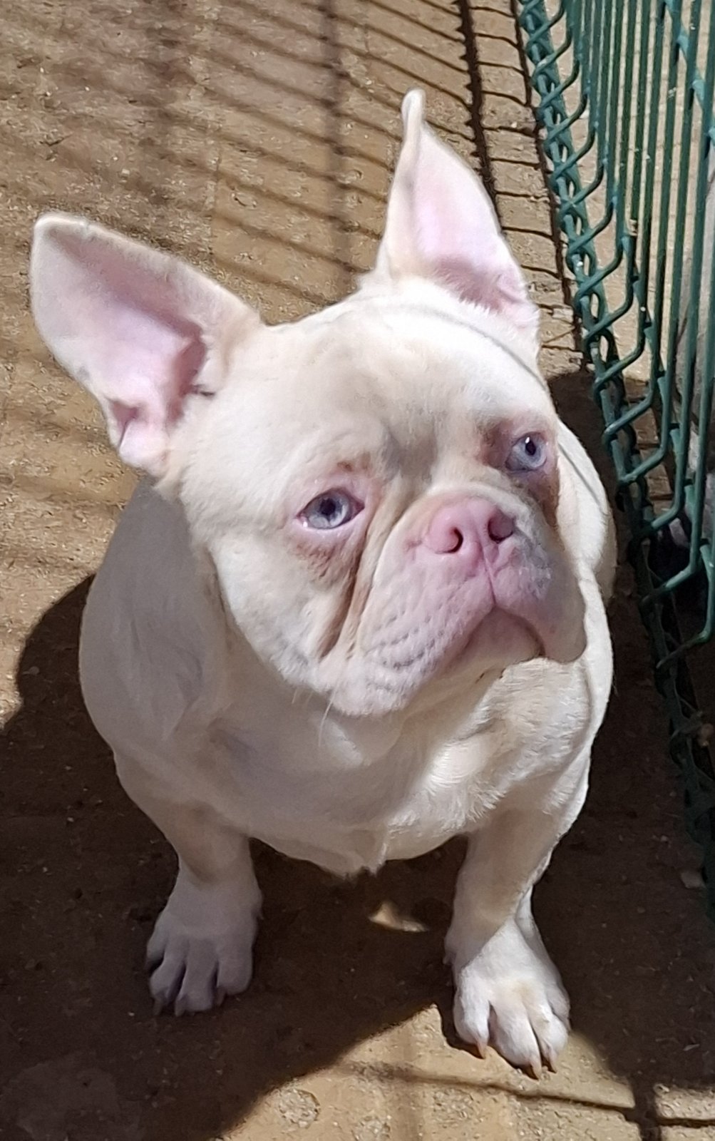 Pink Caramel French Bulldog