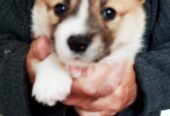 CORGI – PUPPIES for sale