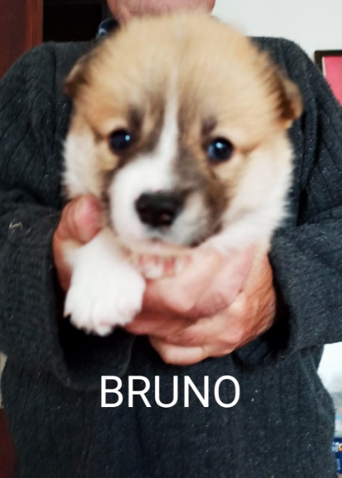CORGI – PUPPIES for sale