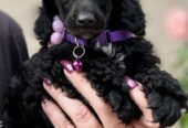 Boy black poodle