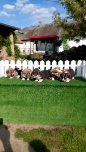 Pembroke Welsh corgi