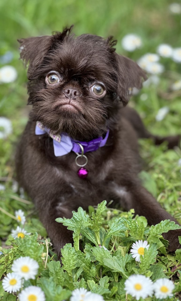 Brussel griffon chocolate