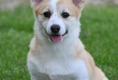 Welsh Corgi/Welsh Corgi Pembroke