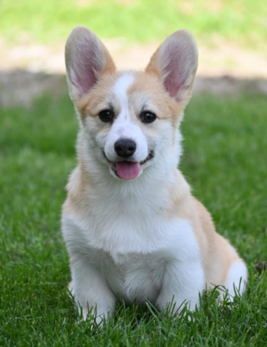 Welsh Corgi/Welsh Corgi Pembroke