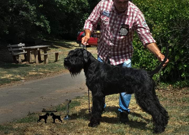 Giant schnauzer adult male for sale