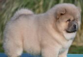 Chow Chow Chow Chow Chow Chow