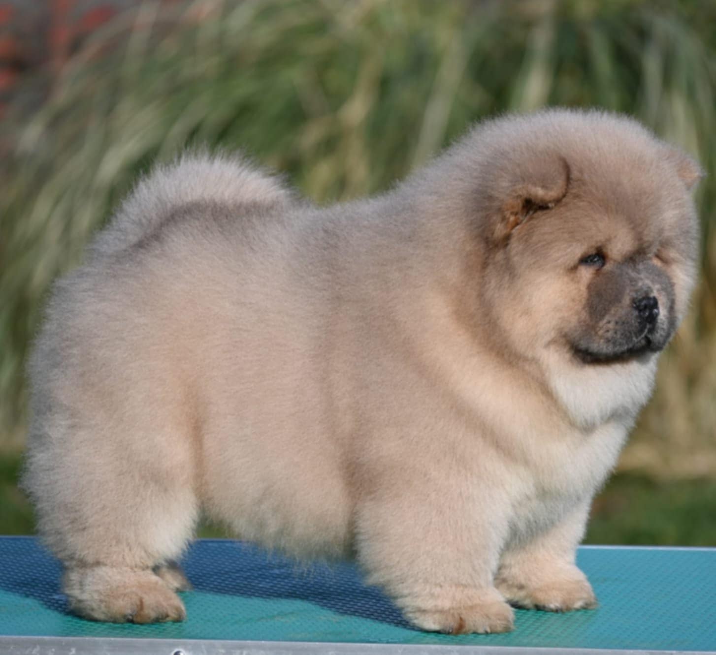 Chow Chow Chow Chow Chow Chow