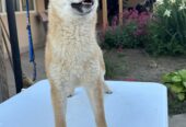 Champion litter of Shiba inu