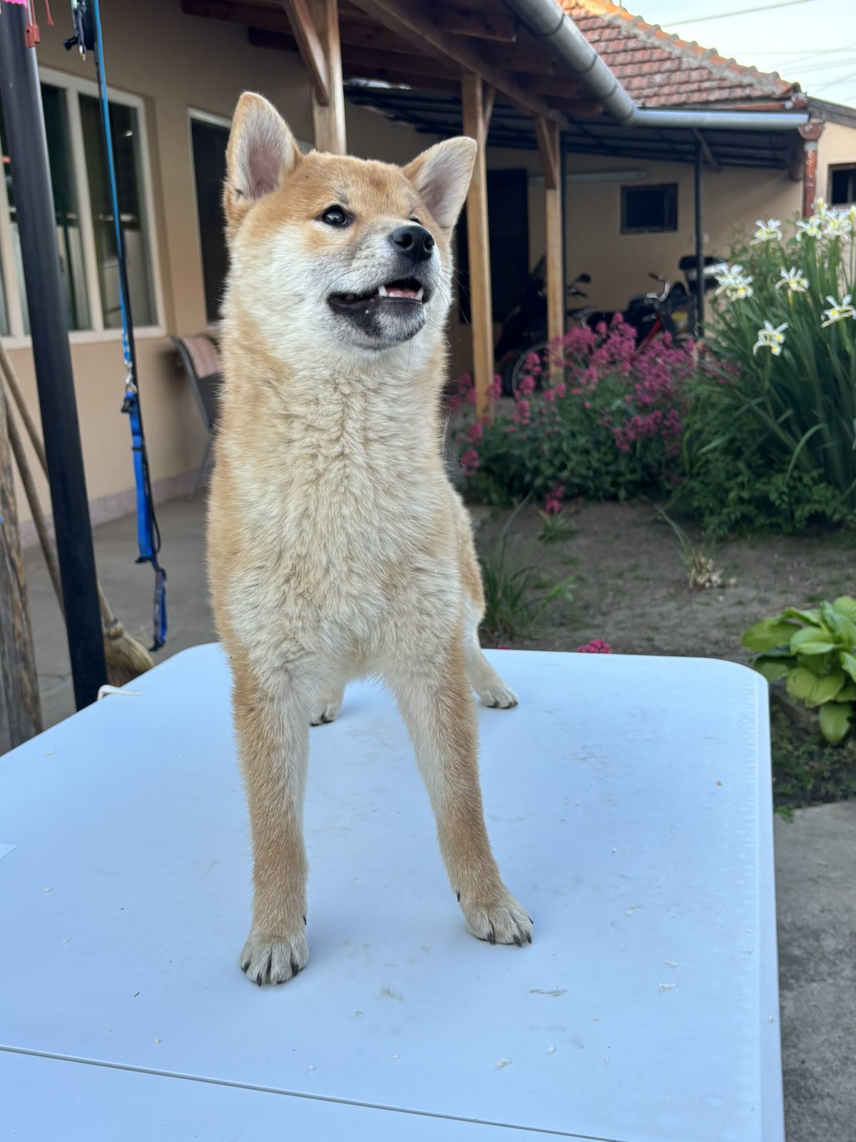 Champion litter of Shiba inu