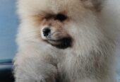 A beautiful bearish Pomeranian puppy