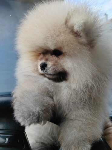A beautiful bearish Pomeranian puppy