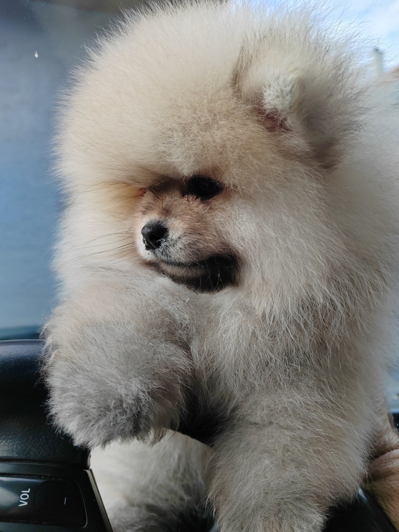 A beautiful bearish Pomeranian puppy