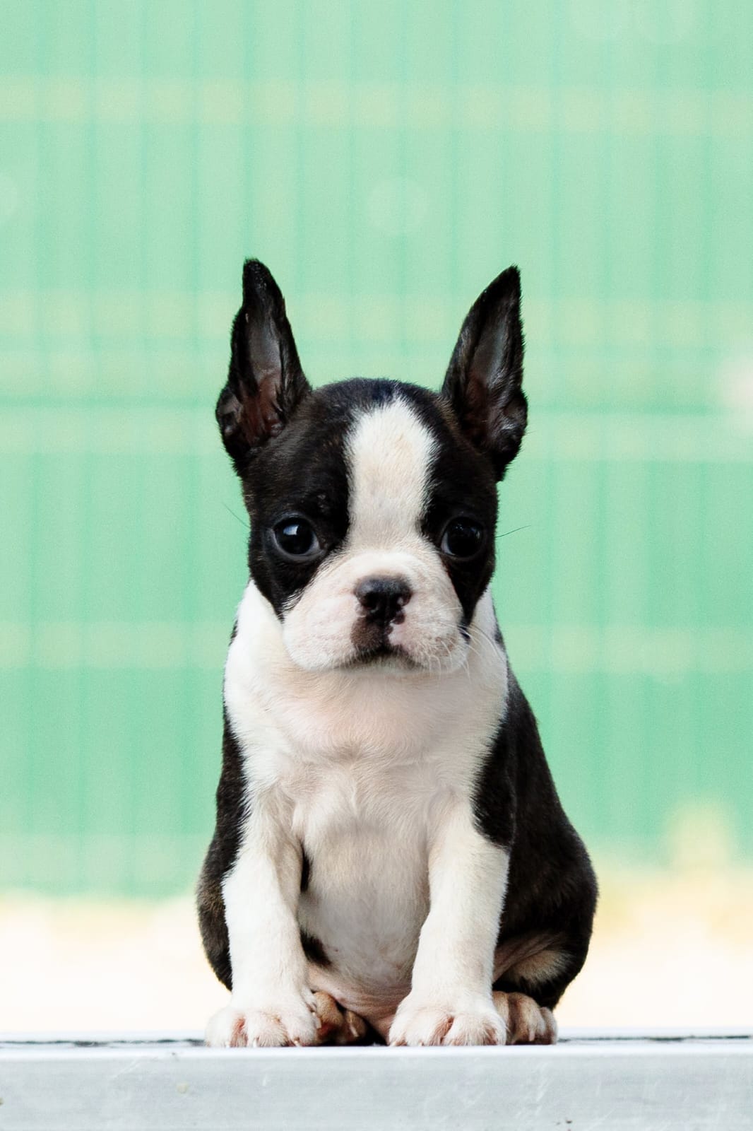 Boston terrier Puppies