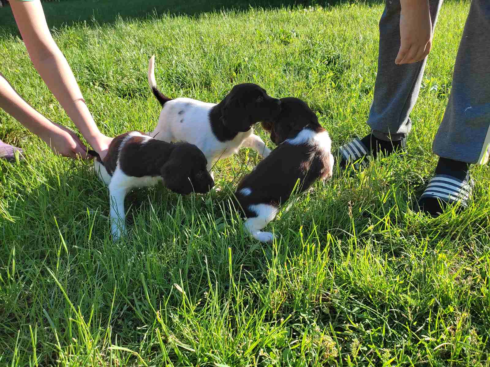 Little Minsterlander puppies