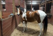 Young mare 5 years old good size good step, tame to farrier and if handle, ideal for trail more info message me