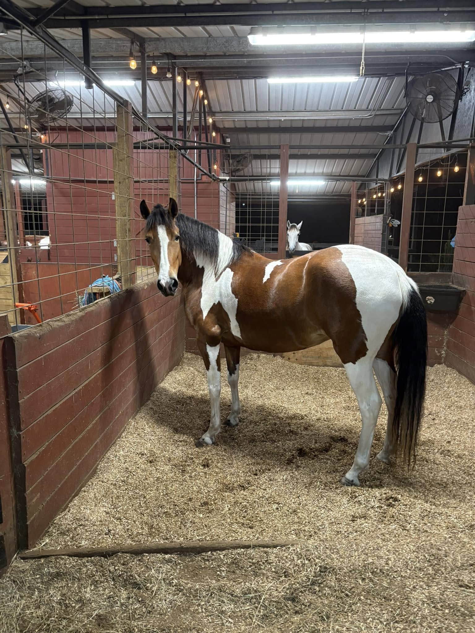 Young mare 5 years old good size good step, tame to farrier and if handle, ideal for trail more info message me