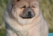 Chow Chow Chow Chow Chow Chow