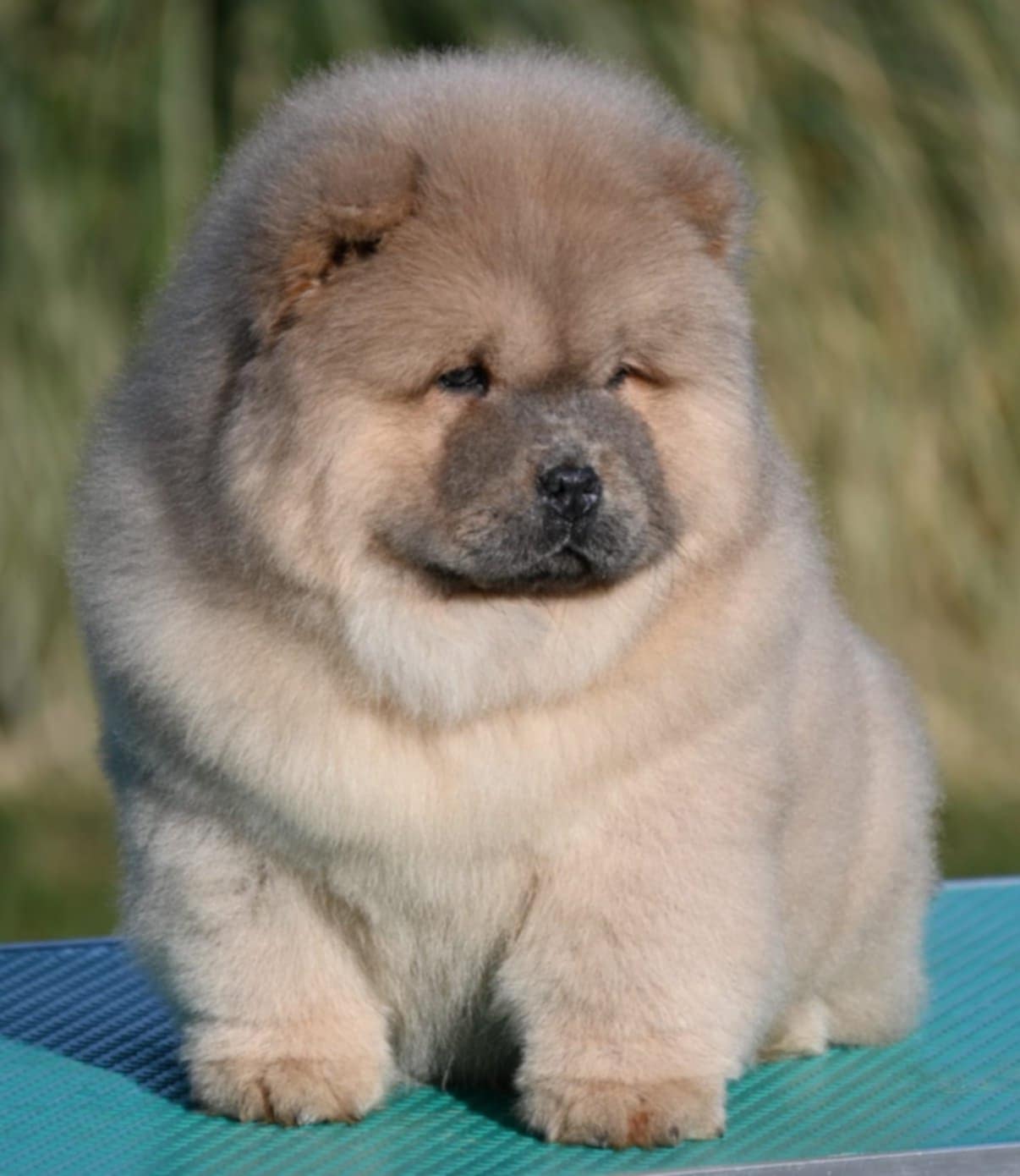 Chow Chow Chow Chow Chow Chow