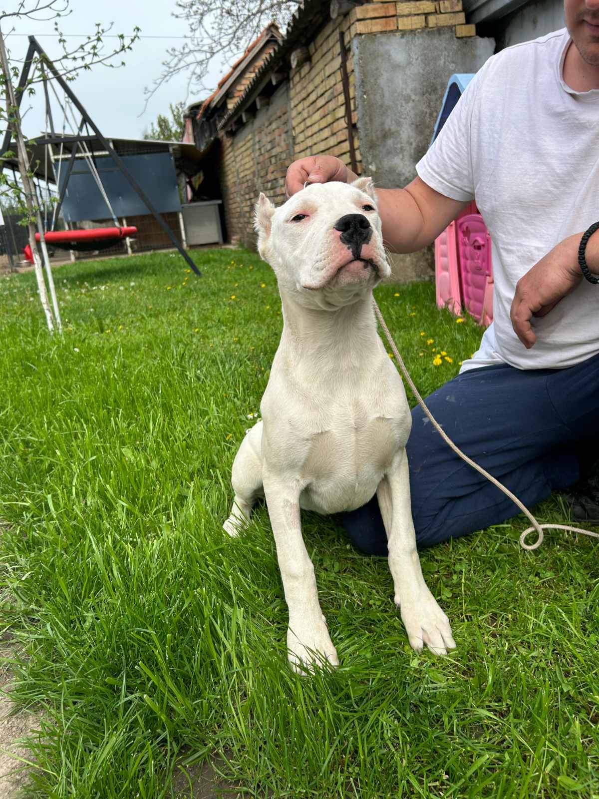 Female Dogo Argentino
