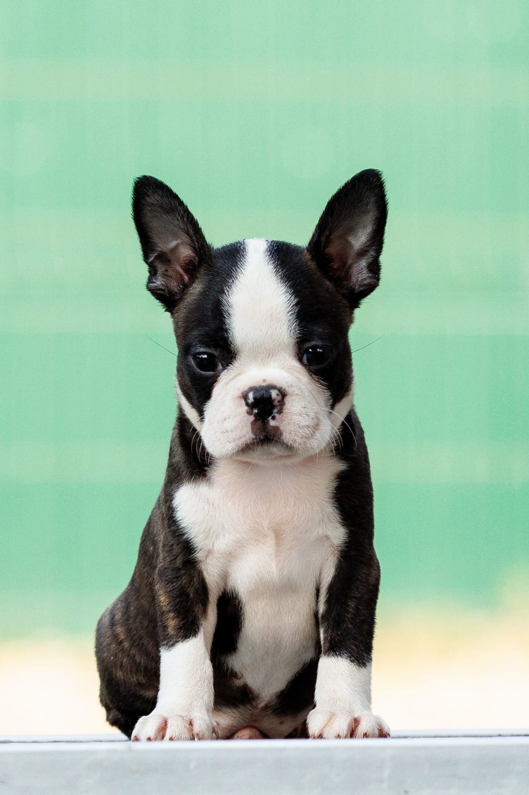 Boston terrier Puppies