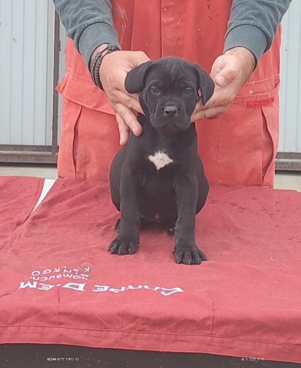 Cane Corso