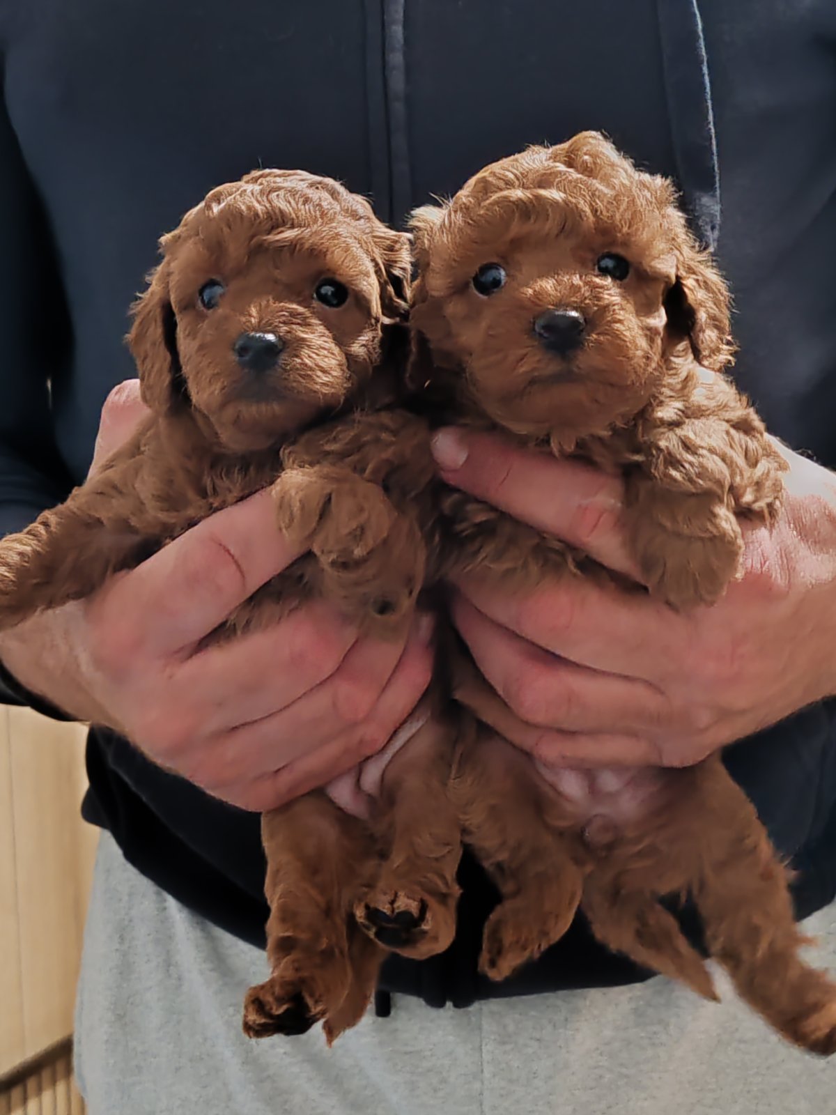 Miniature poodle puppies