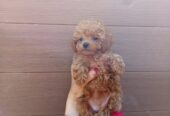Toy poodle