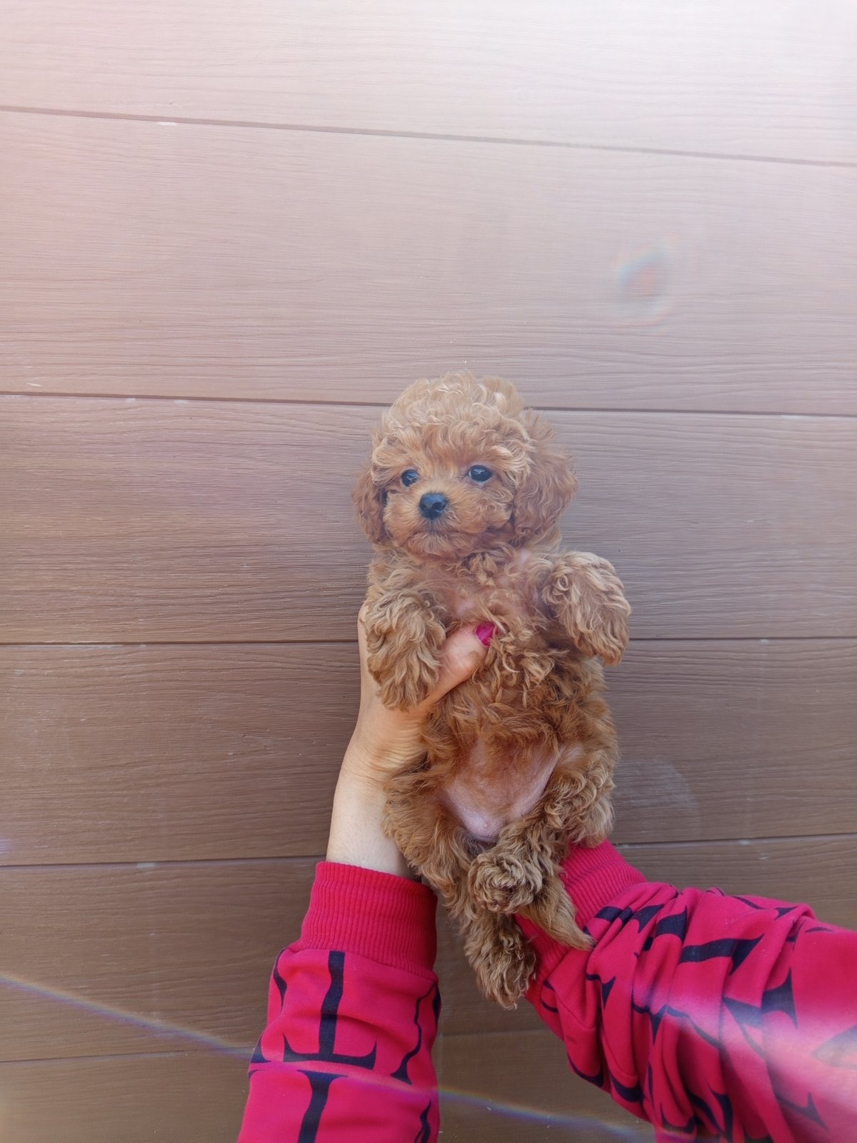 Toy poodle