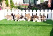 Pembroke Welsh corgi