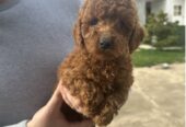 Mini red poodles!