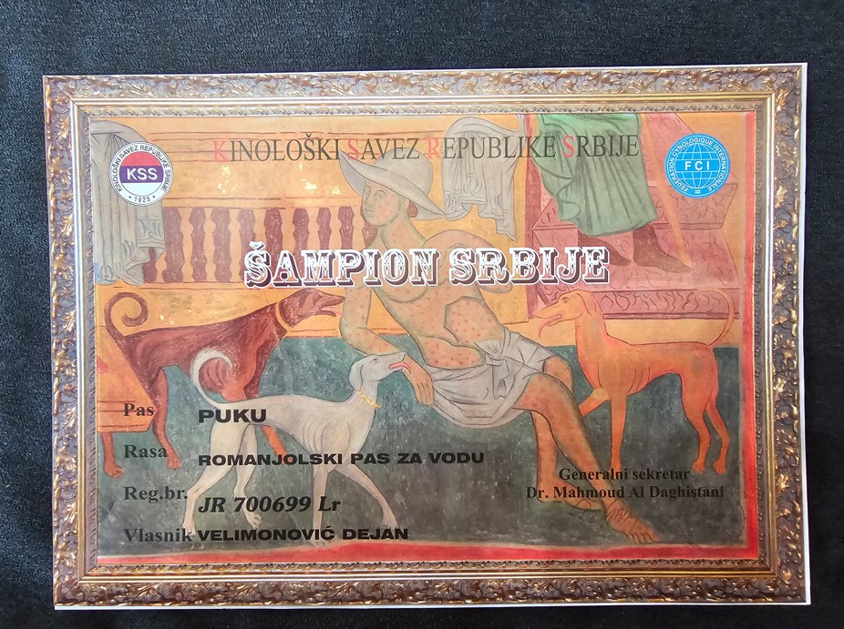 Lagoto Romagnola puppies available