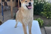Champion litter of Shiba inu