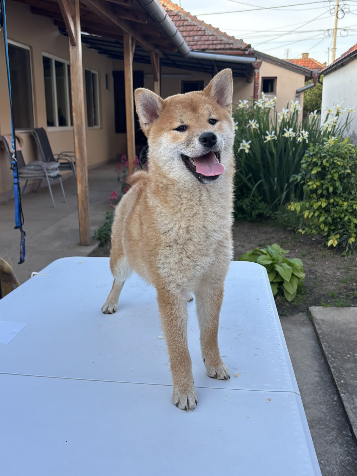 Champion litter of Shiba inu