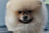 A beautiful bearish Pomeranian puppy