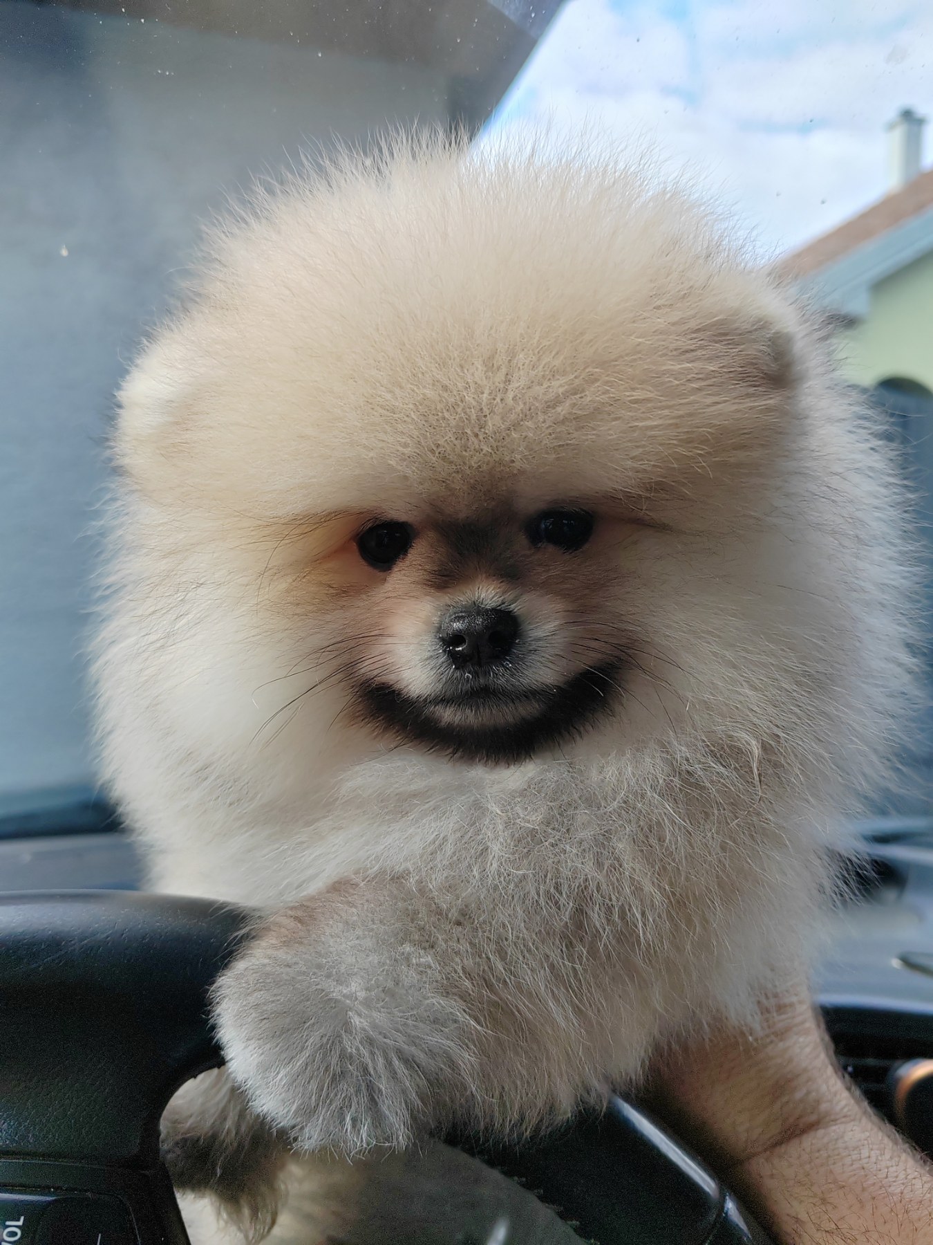 A beautiful bearish Pomeranian puppy