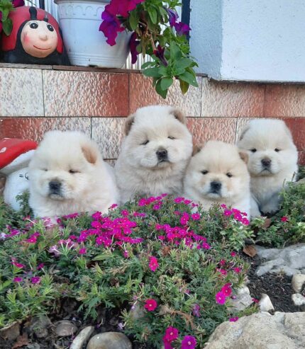 Chow Chow Chow…