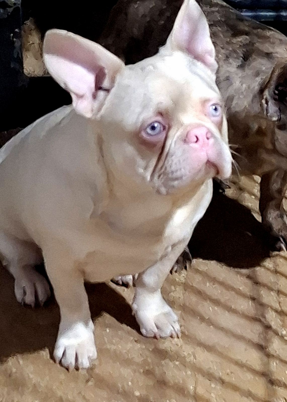Pink Caramel French Bulldog