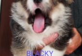 CORGI – PUPPIES for sale