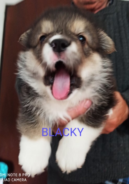 CORGI – PUPPIES for sale