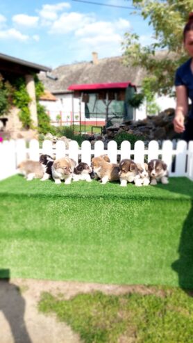 Pembroke Welsh corgi